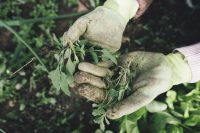Точно є у вас на кухні: експерти назвали найкращий засіб, який знищить бур’яни за 48 годин