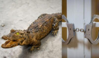 У Польщі українець потрапив у скандал через контрабанду опудала рідкісного крокодила