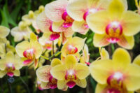 Садівниця назвала натуральне добриво, від якого орхідеї “вибухнуть” квітами