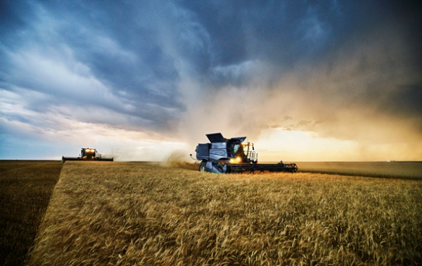 Україна зберігає врожай зернових на рівні минулого року