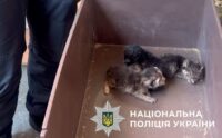 Поліцейські Києва спільно із зоопатрулем врятували дев’ять котів, які близько тижня були зачинені у квартирі
