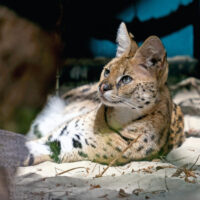 У Київському зоопарку показали сервалів з прифронтового Курахового