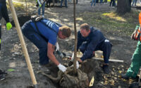 На Долобецькому острові в Києві висадили 44 катальпи