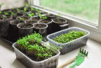 8 поширених рослин, розсаду яких ніколи не треба купувати