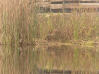 Розчистив водойму, щоб попити: біолог “спіймав” дивовижного хижака (фото)