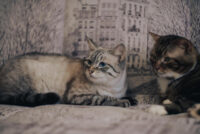 Ветеринари пояснили, в чому різниця між пам’яттю людей та котів