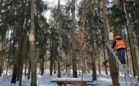 У київських лісах встановили 160 нових шпаківень