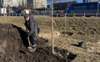 Велику Кільцеву дорогу в Києві засаджують деревами