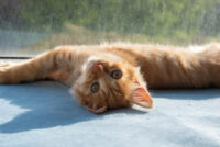 Як зрозуміти, що ваш кіт щасливий: експерти назвали 7 зворушливих ознак