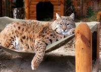 Рись Степан: чому пухнастий хижак став новою зіркою Київського зоопарку