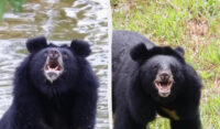27 років у темряві: неймовірна реакція ведмедя, який вперше в житті побачив небо (відео)