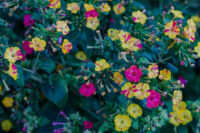 Рослини для нічного саду, які зроблять сад ароматним та привабливим для запилювачів