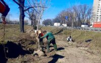 Весняне озеленення: у Голосіївському районі вздовж траси висадили 110 молодих кленів