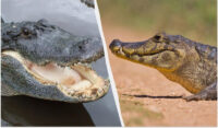Названо єдине місце на Землі, де крокодили та алігатори живуть поруч