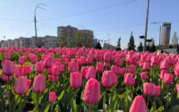 У столиці розпочався сезон цвітіння тюльпанів: де помилуватися квітами