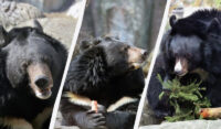 У Київському зоопарку прокинулися уссурійські білогруді ведмеді (фото)