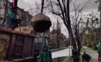 У Дніпровському районі продовжують висаджувати сріблясті клени