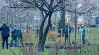 “1 мільйон дерев пам’яті та життя”: киян запрошують долучитися до екологічної акції