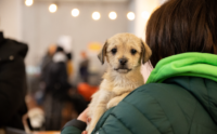 У липні на ВДНГ у Києві відбудеться 22-й фестиваль AdoptMe Days