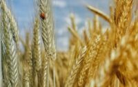 Жнива-2026: аграрії обмолотили вже 22% посівних площ