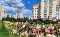 У столиці показали зелені зони, де квітучі гортензії поєднали зі злаками чи півонями. ФОТО